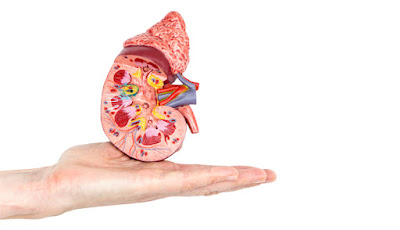Diabetic kidney disease definition