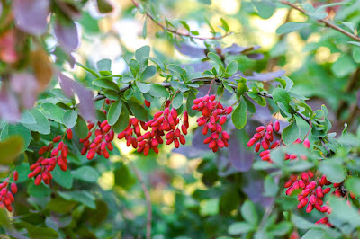 Does Berberine Help Treat Type 2 Diabetes?