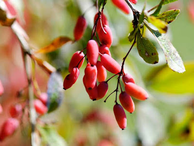 Berberine supplements