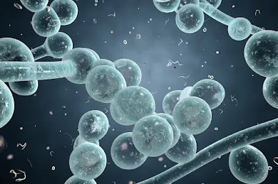 Oral And Genital Thrush in diabetes: Causes, Signs And Treatment