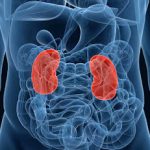 Understanding The Functions Of The Kidney And Its Health