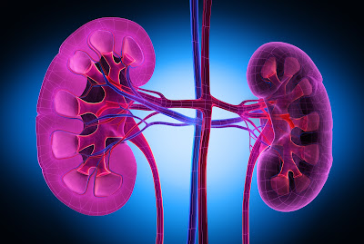 Many older Canadians are affected by chronic kidney disease.