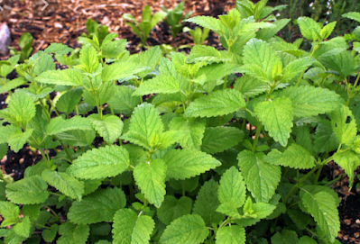 Herbal Supplements for Restful Sleep