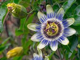 Herbal Supplements for Restful Sleep