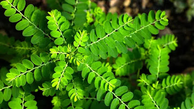 Chanca Piedra Herbal Remedies for Kidney Function