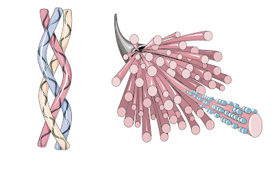 All You Need To Know About Collagen: Health, Skin, bone, Supplements & More