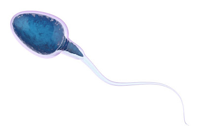 Male Fertility Impact of Diabetes on Male & Female Fertility