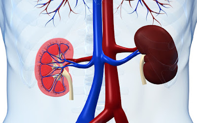 The Role of Inflammation in Kidney Disease