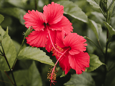 Hibiscus Herbal Remedies for Kidney Function