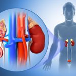 The Vital Importance of Regular Kidney Function Testing