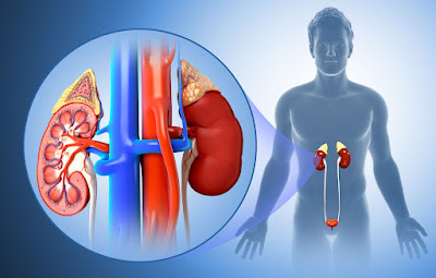 The Vital Importance of Regular Kidney Function Testing