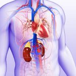 The Intricate Relationship Between Heart and Kidney Health
