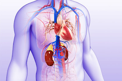 The Intricate Relationship Between Heart and Kidney Health