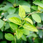Exploring The Wonders of Gymnema Sylvestre Supplements: The Sugar Destroyer