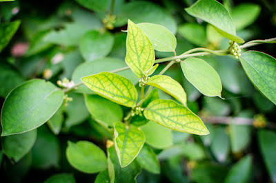Exploring The Wonders of Gymnema Sylvestre Supplements: The Sugar Destroyer