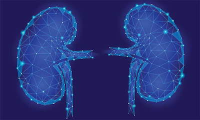 Understanding the Role of Key Hormones in Chronic Kidney Disease