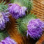 Unveiling the Power of Milk Thistle Supplements for Optimal Liver Health