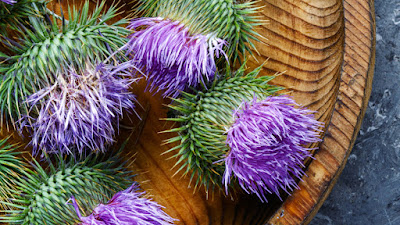 Unveiling the Power of Milk Thistle Supplements for Optimal Liver Health