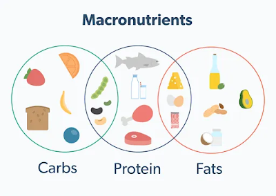 Macronutrients and Digestive Health: The Role of Enzymes
