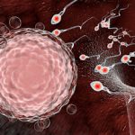 The Impact of Chronic Kidney Disease (CKD) on Fertility