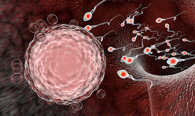 The Impact of Chronic Kidney Disease (CKD) on Fertility