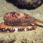 Diabetes Meds Break Through? Uncovering the Healing Potential of Deadly Sea Snail Toxins.