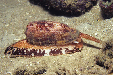 Diabetes Meds Break Through? Uncovering the Healing Potential of Deadly Sea Snail Toxins.