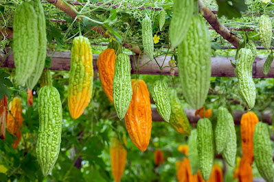 The Role of Bitter Melon Extracts in Glycemic Control