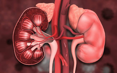 Understanding the Role of Nitric Oxide in CKD