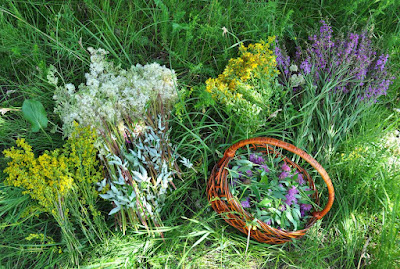 The Role of Anti-Inflammatory Forest Herbs in Protecting Kidney Cells