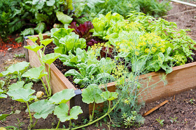 How to Create an Herbal Garden for Diabetes Support πΏπ±