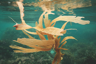Why You Should Add Seaweed to Your Skin Diet