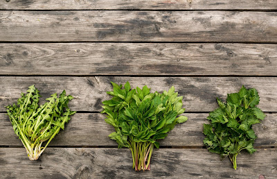 The Benefits of Wildcrafted Alkaline Herbs for Kidney pH Balance