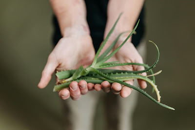 The Role of Aloe Vera in Hydration and Supporting Diabetic Wellness